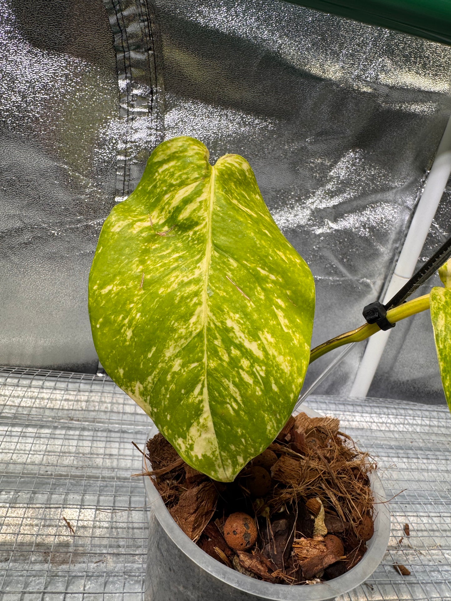 Epipremnun Pinnatum Gold Flame Variegata