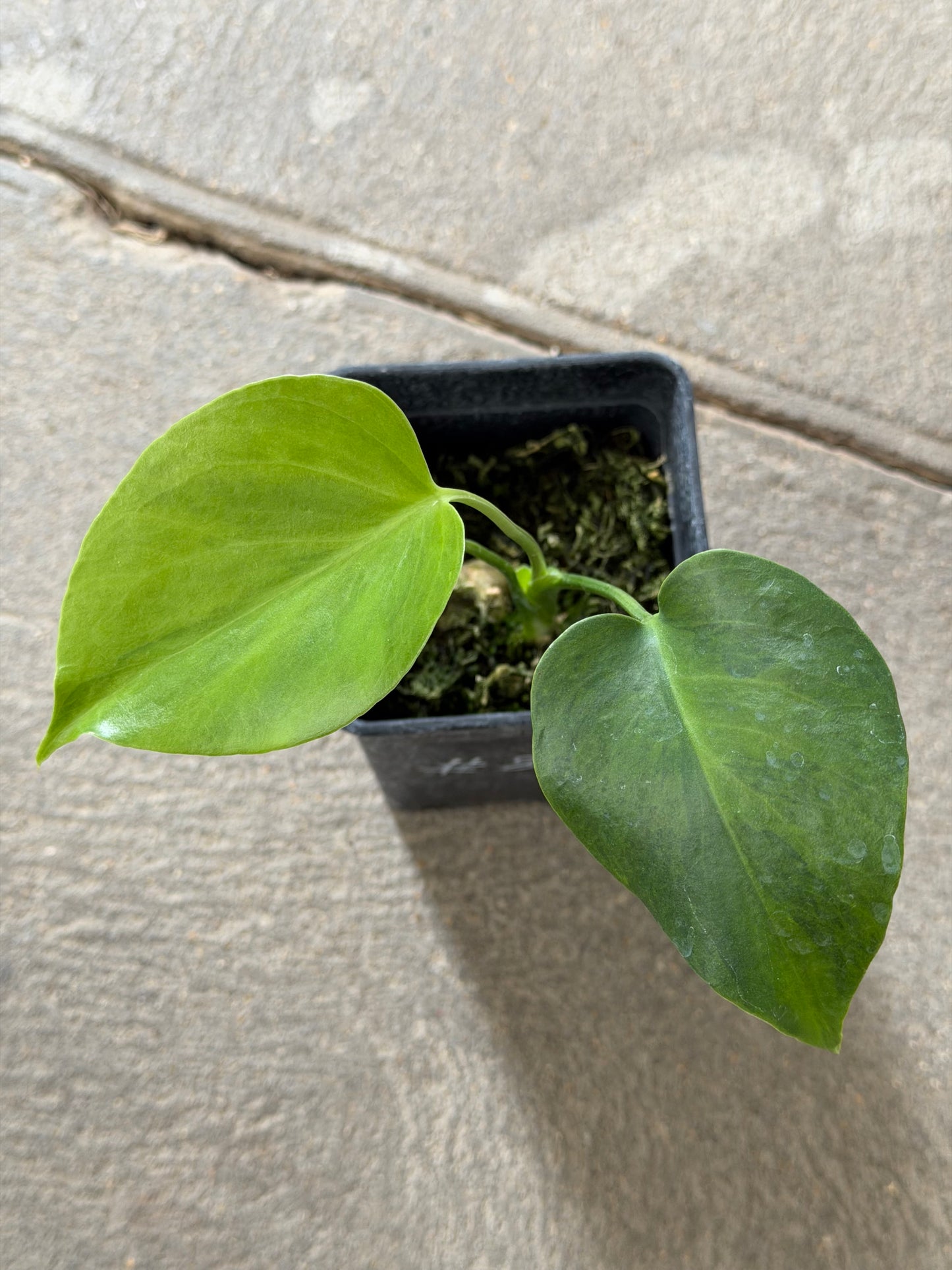 Monstera Borsigiana Green on Green