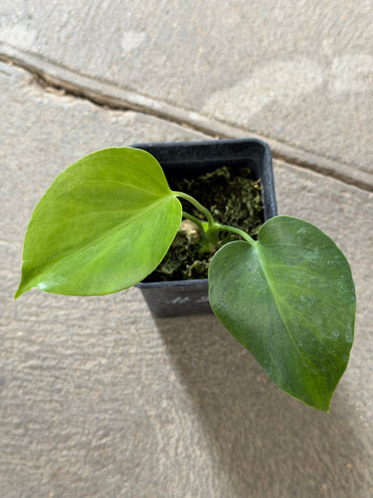 Monstera Borsigiana Green on Green