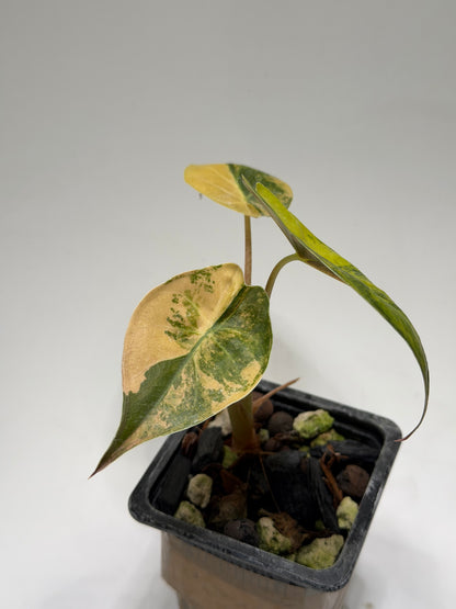 Alocasia Wentii Aurea