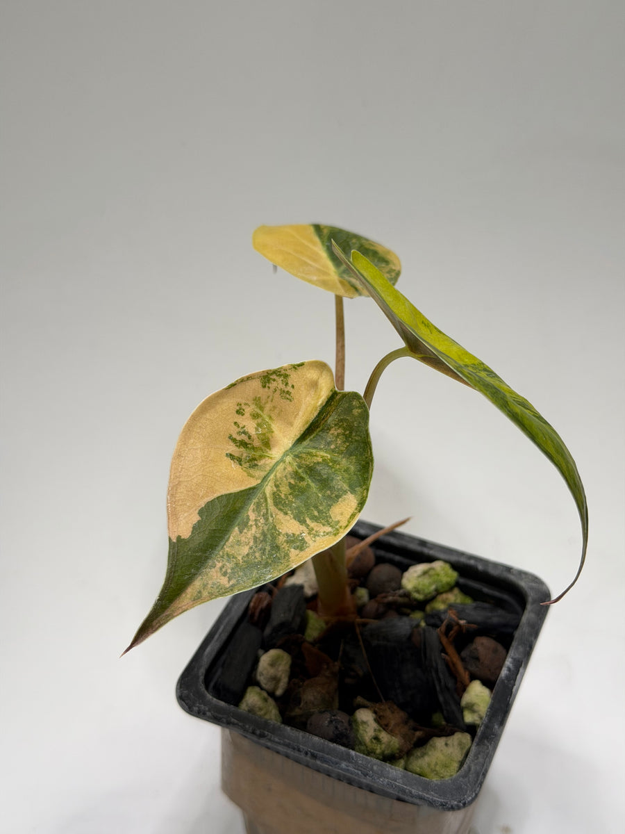 Alocasia Wentii Aurea