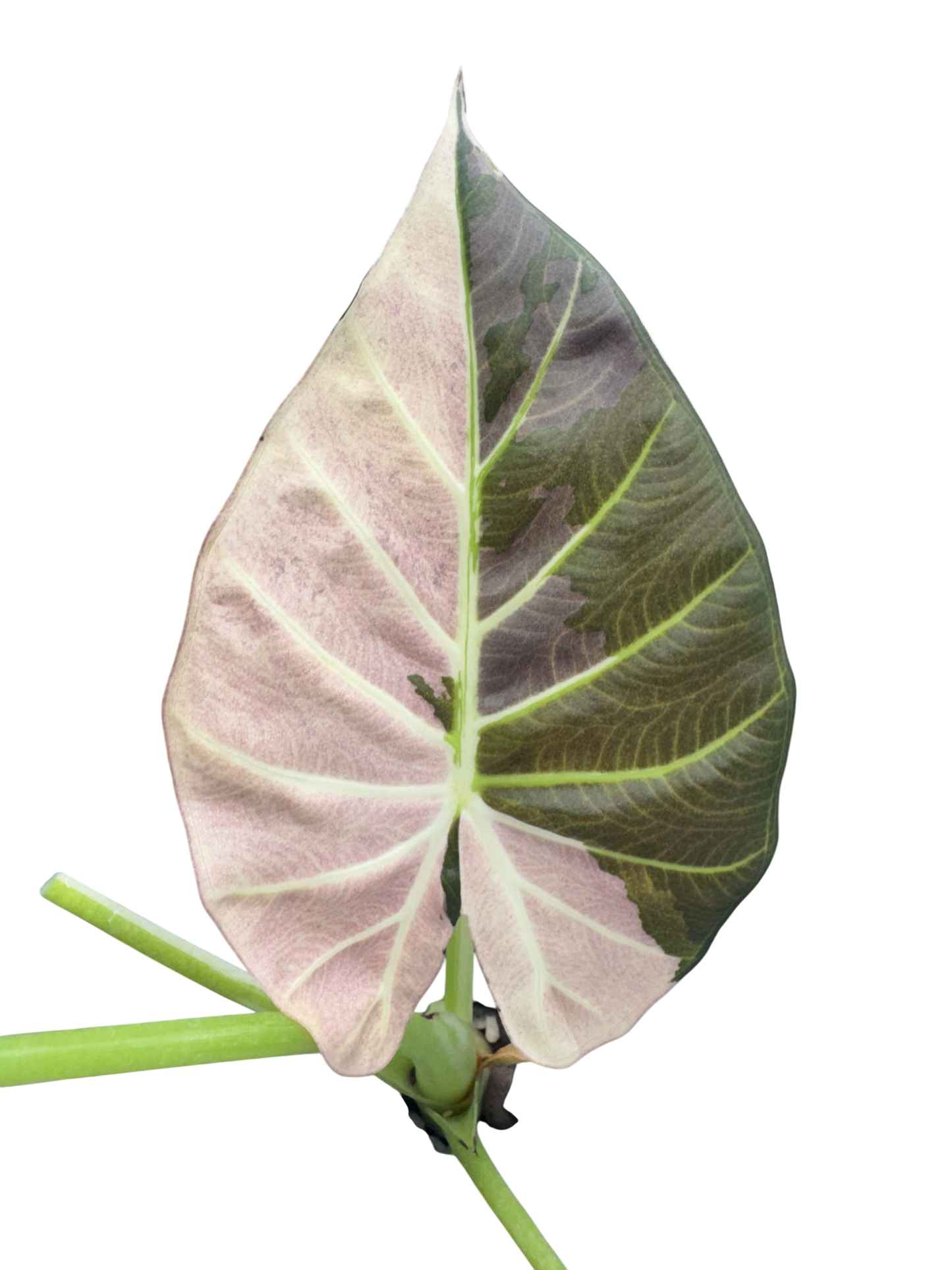 Alocasia Regal Shield Pink/Albo - Bulbe