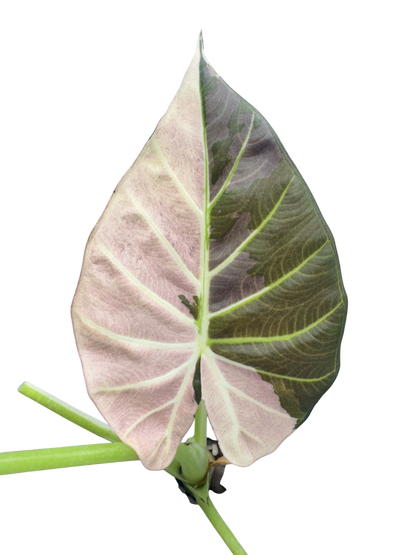 Alocasia Regal Shield Pink/Albo - Bulbe