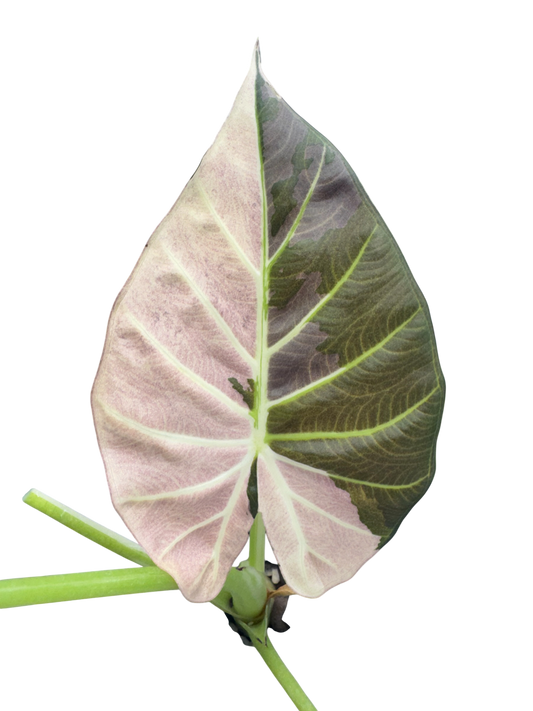 Alocasia Regal Shield Pink/Albo - Bulbe