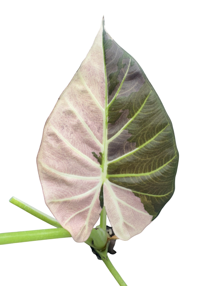 Alocasia Regal Shield Pink/Albo - Bulbe