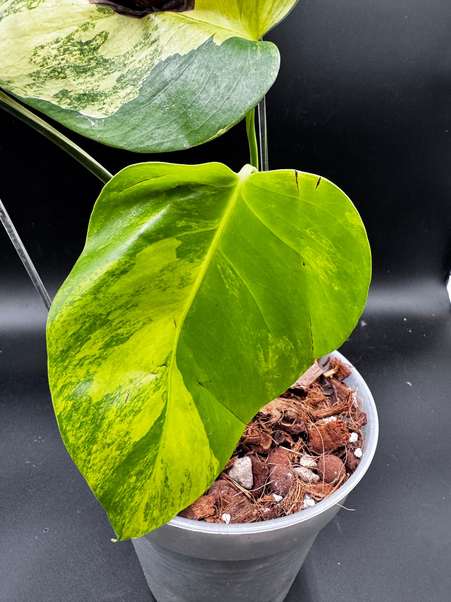 Monstera Aurea Variegata - Lot
