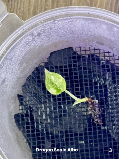 Alocasia Baginda Dragon Scale Albo Variegata - Corm