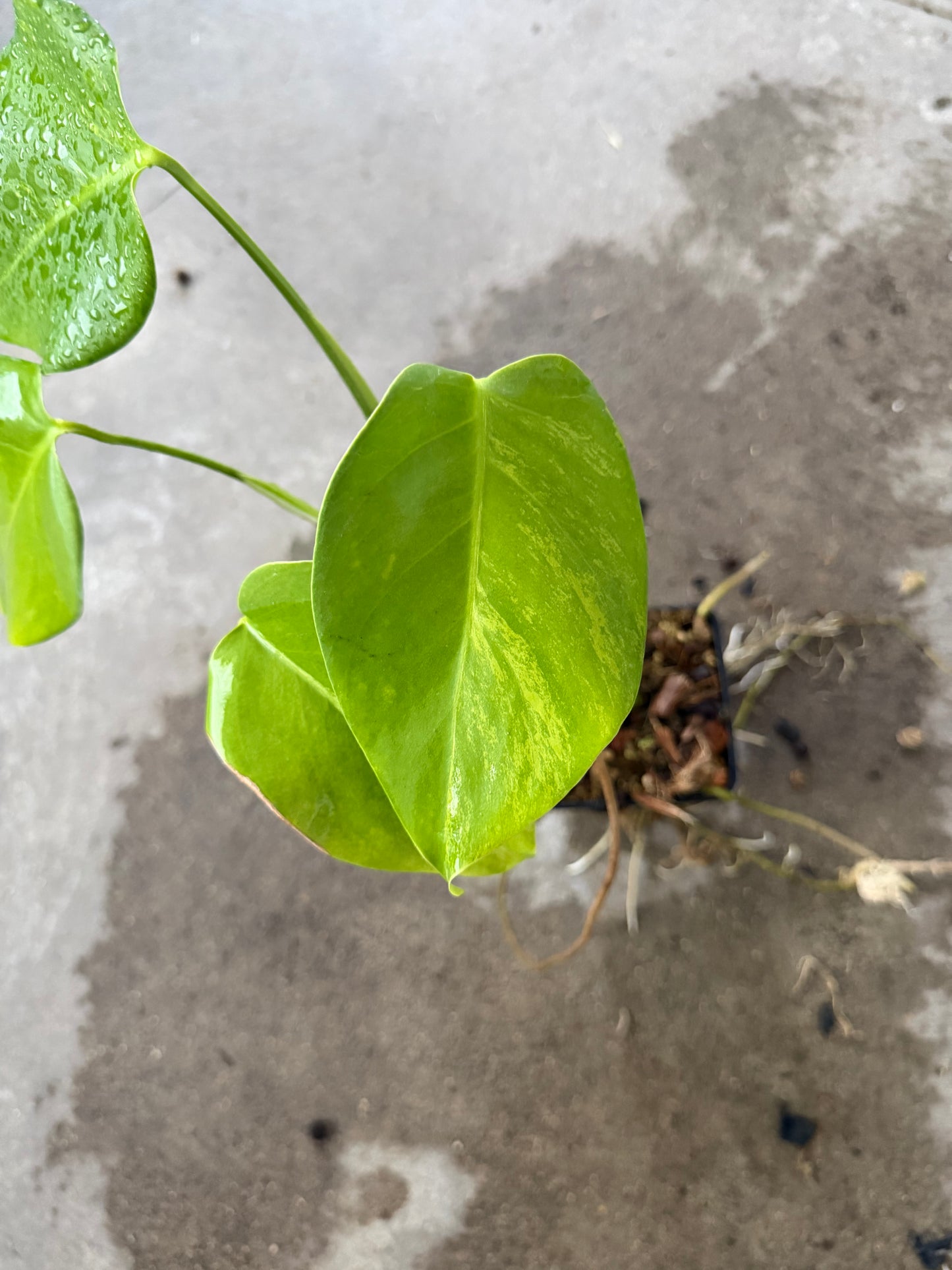 Monstera Borsigiana Aurea