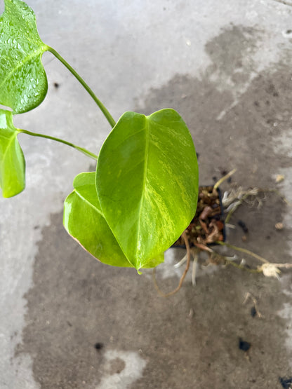 Monstera Borsigiana Aurea