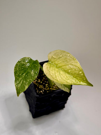 Monstera White Monster TC (Acclimated)