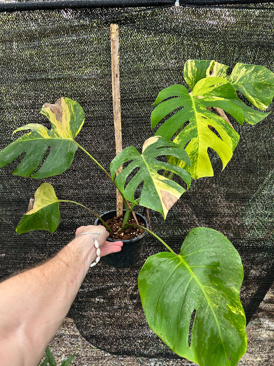 Monstera Borsigiana Aurea Variegata Green and White Plants