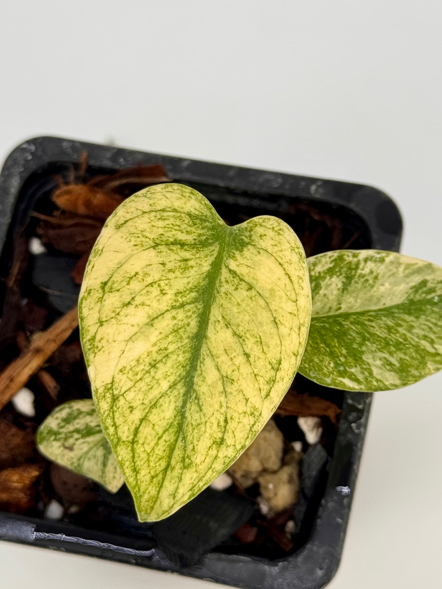 Substrat Tissue Culture Professionnel