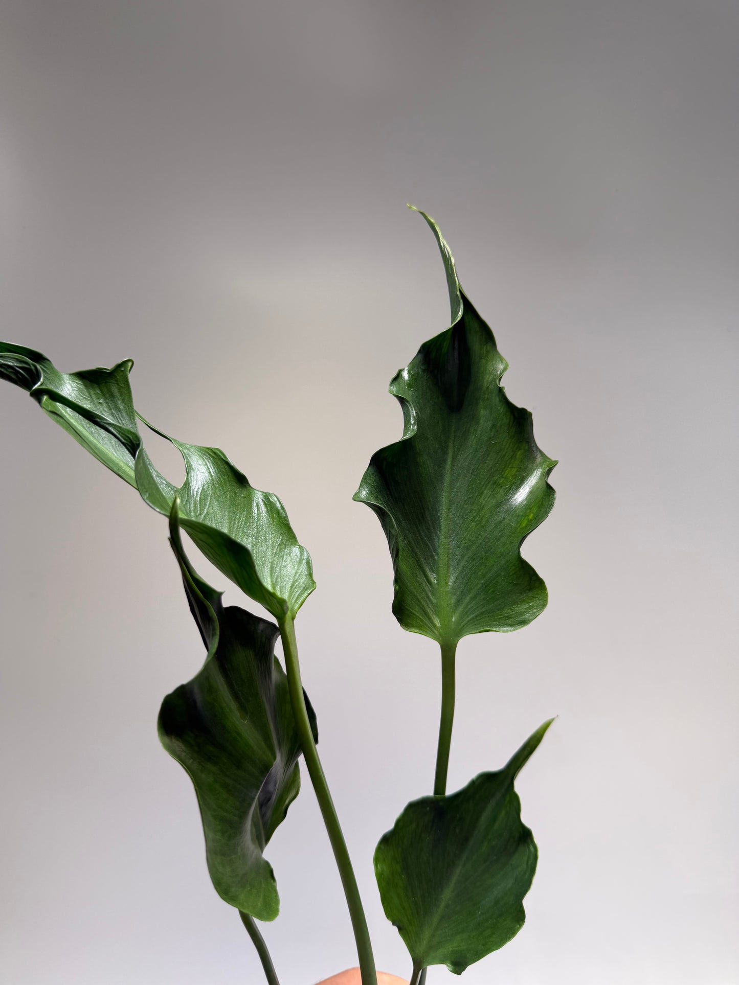 Monstera Unniae