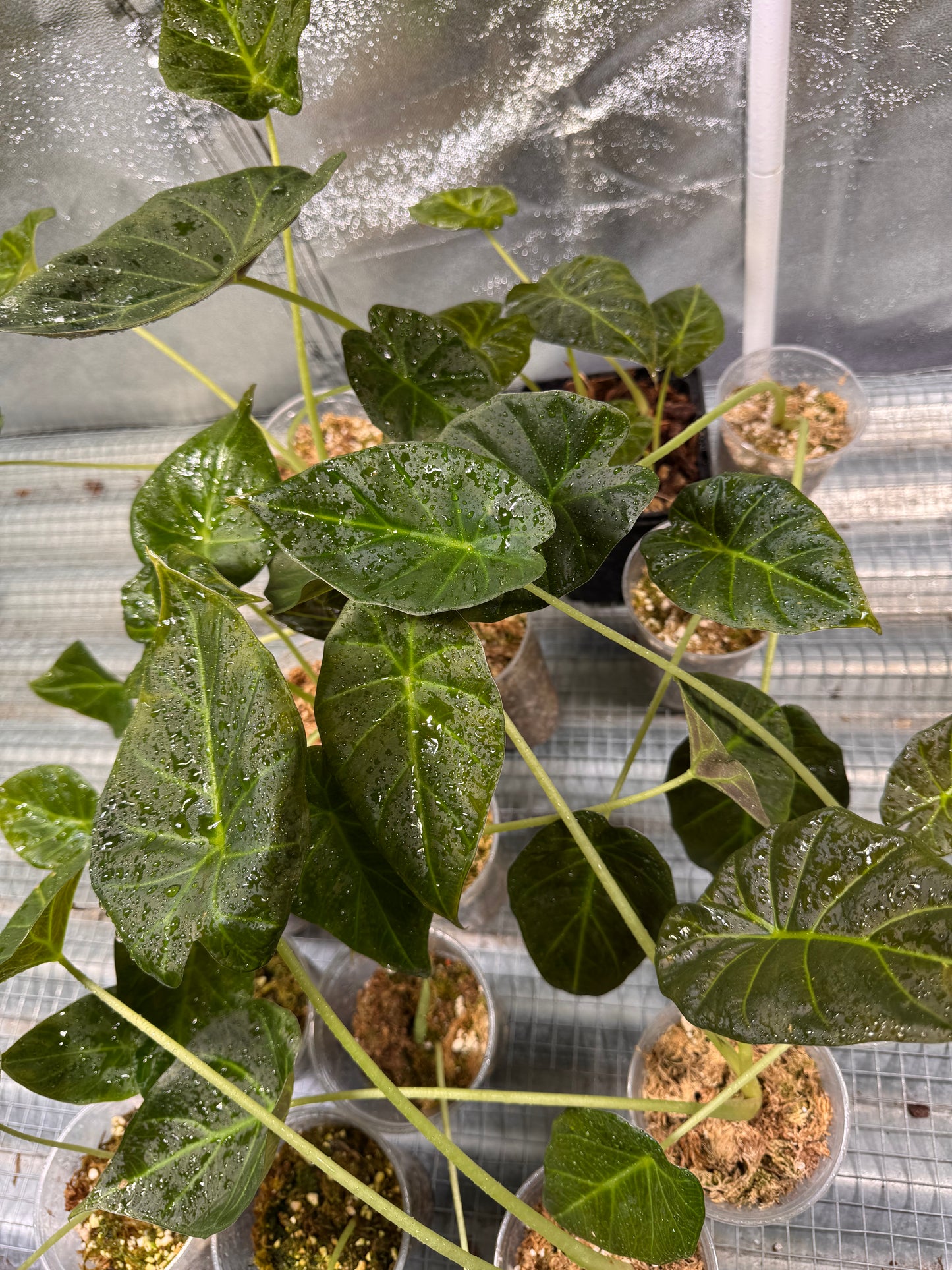 Alocasia Regal Shield Aurea Low Variegata - Lot.