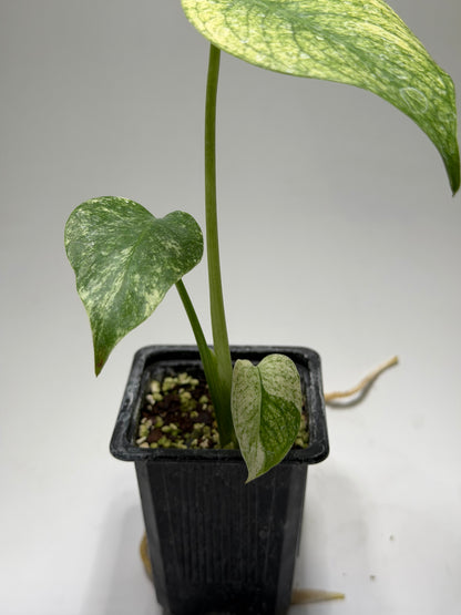 Monstera White Monster