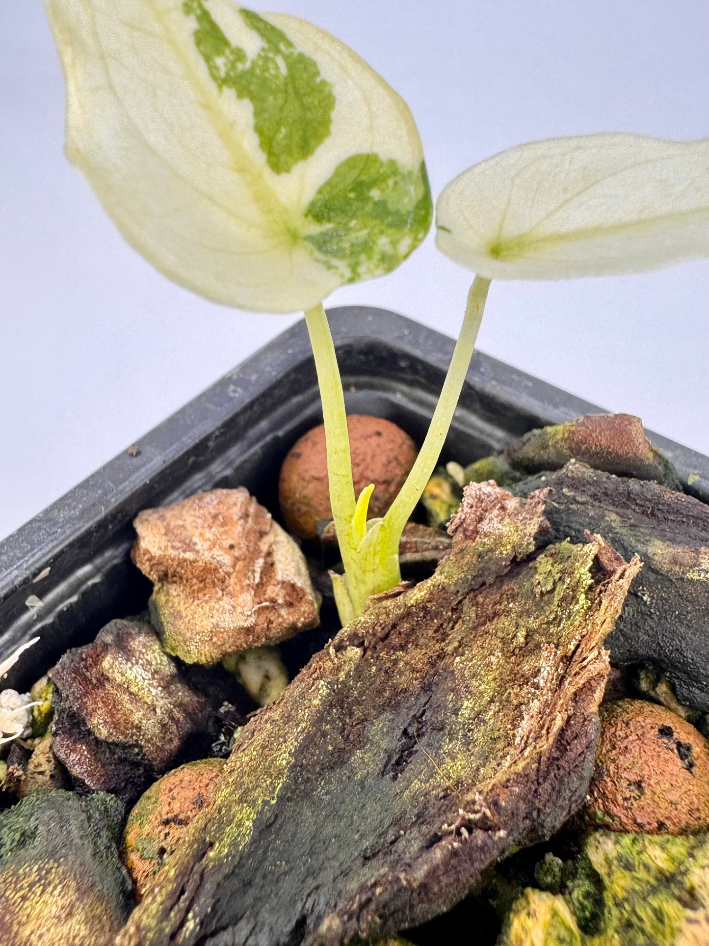 Alocasia Cuculatta « Wagyu » Albo Variegata