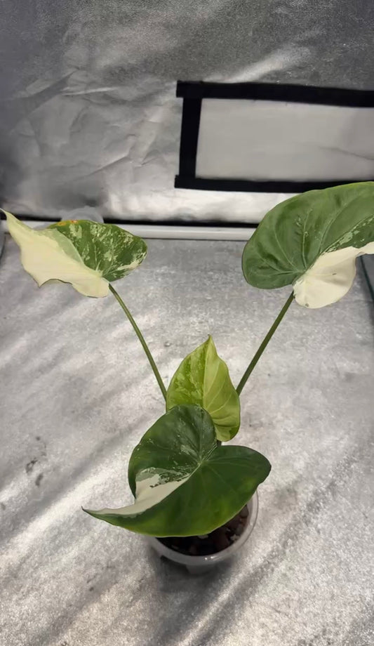 Alocasia Cuculatta « Wagyu » Albo