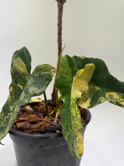 Philodendron Black Billitiae x Florida Beauty