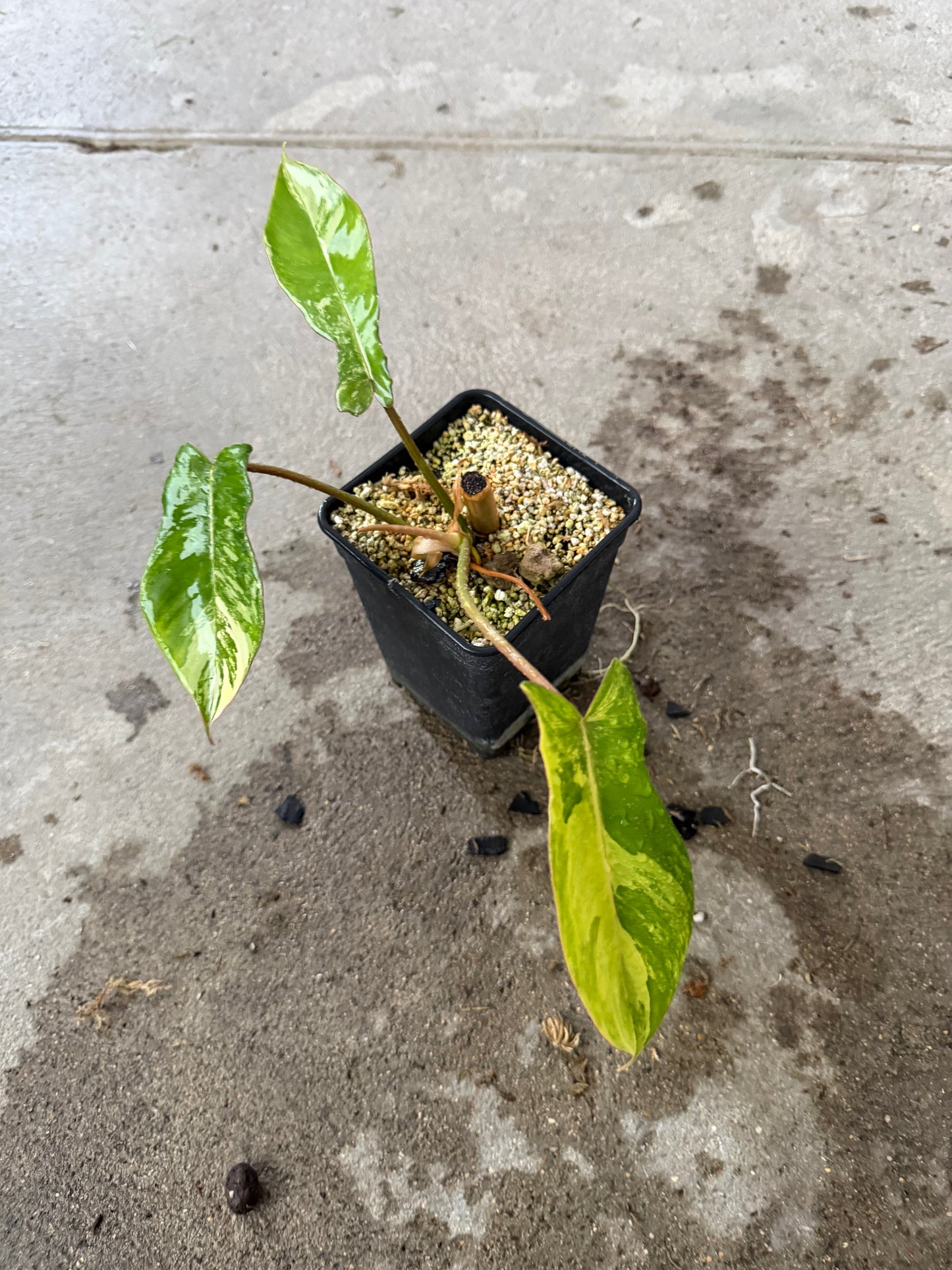Philodendron Florida Beauty x Mayoï Variegata