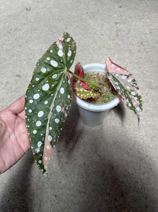 Begonia Maculata Pink Variegata