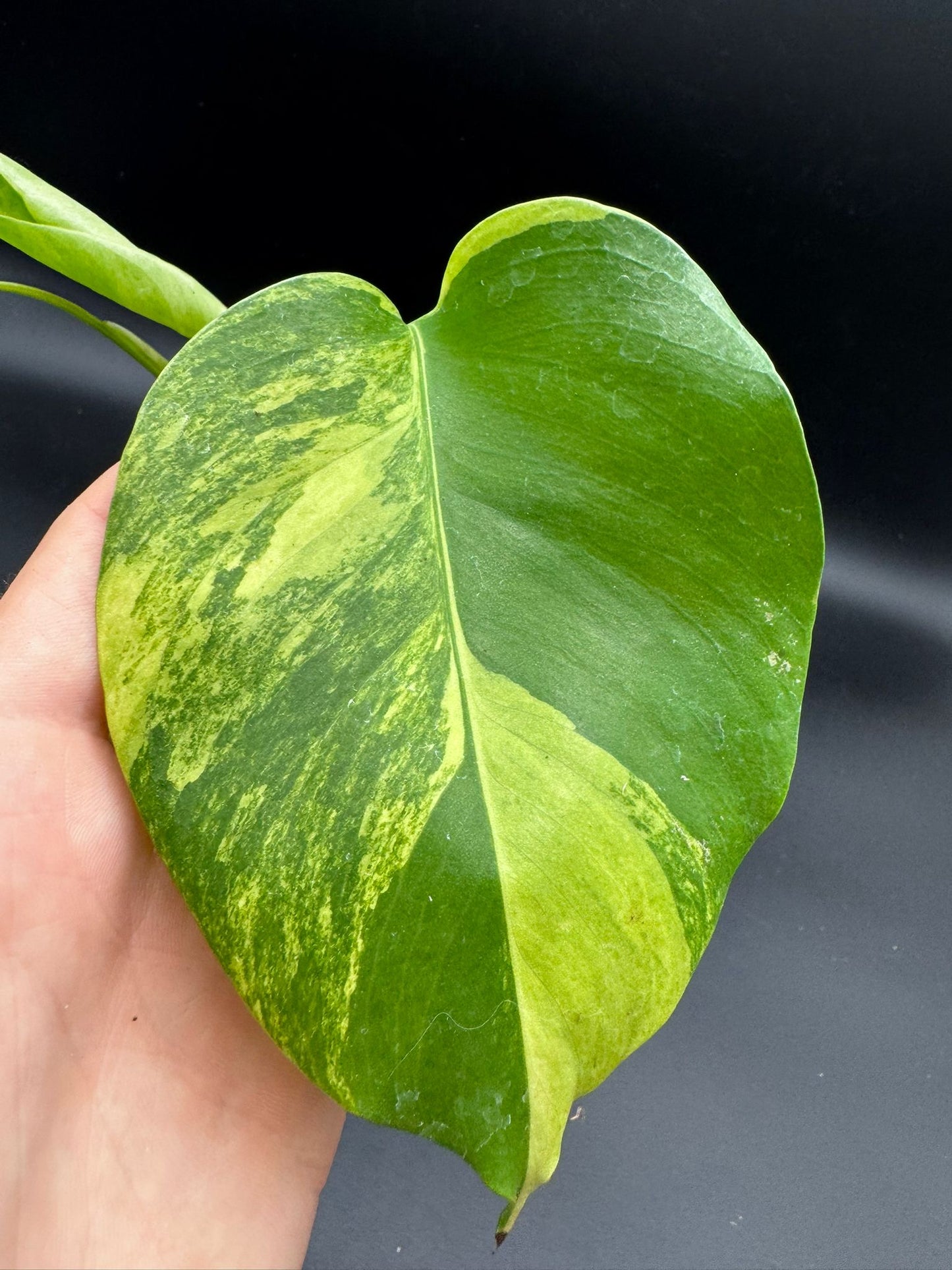 Monstera Aurea Variegata