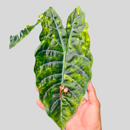 Alocasia Chantrierii Aurea - Bulbe