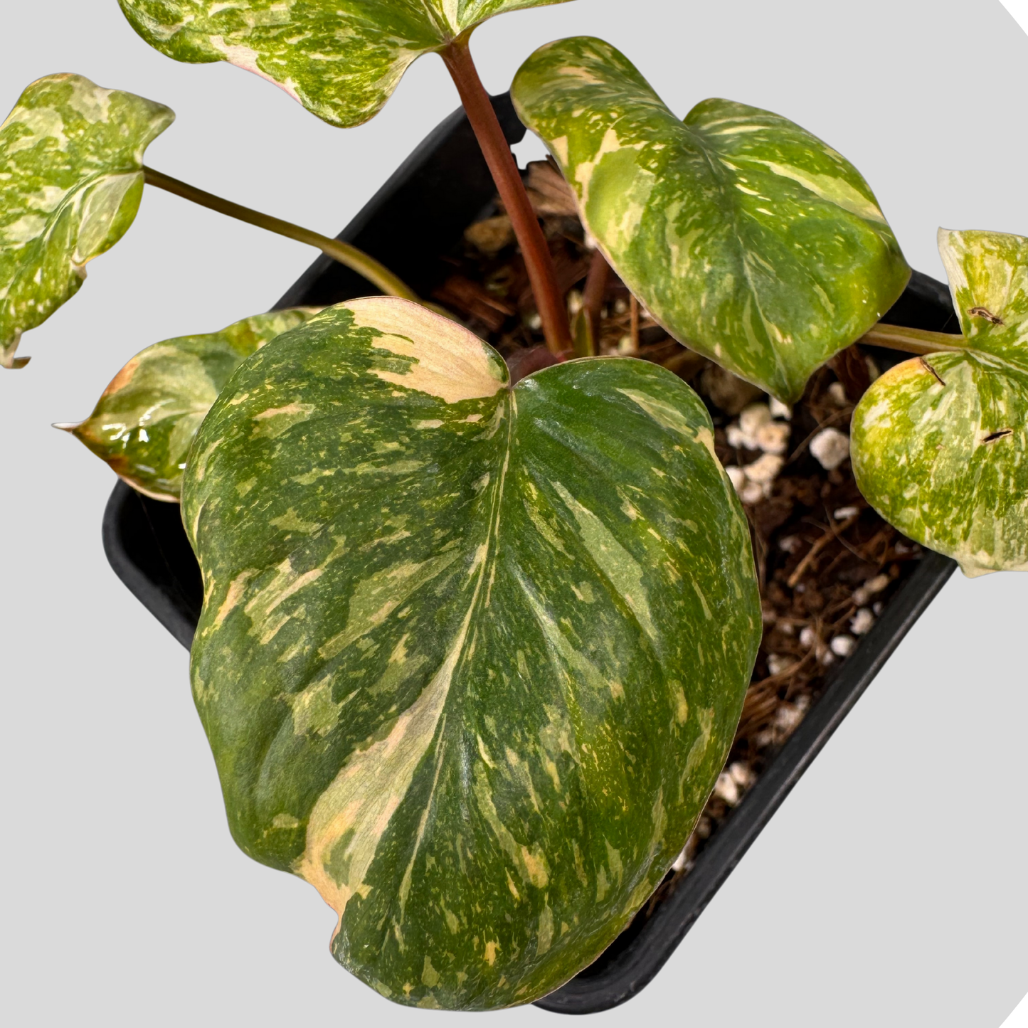 Homalomena Rubescens Pink Mutation Variegata