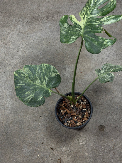 Monstera Ocean Mint