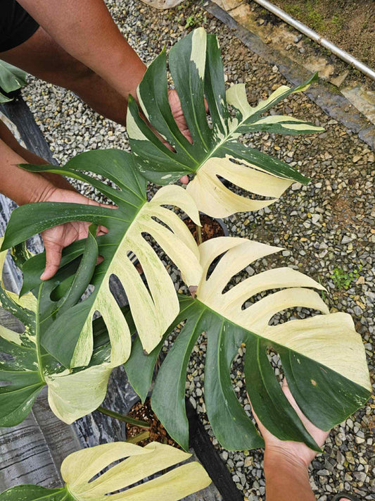 Monstera Jungle Mint x 2 - Sur Mesure