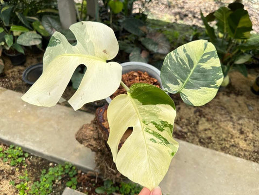 Monstera Jungle Mint variegata - Livraison 30 jours