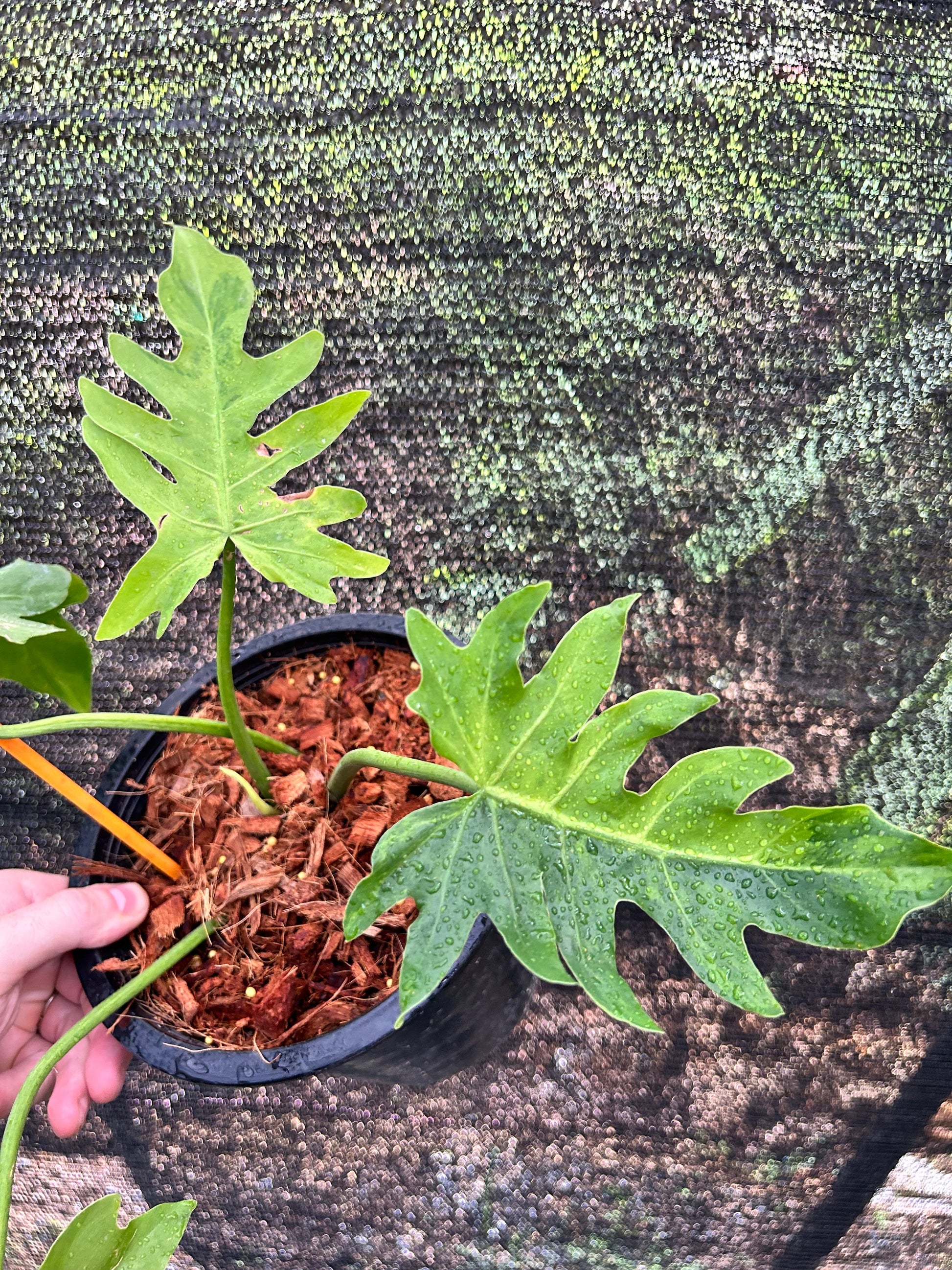 radiatum philodendron Philodendron Radiatum Variegata: rare variegated tropical plant – Green and White Plants