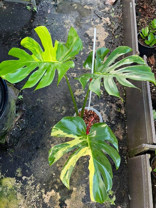 Monstera Deliciosa Aurea Large Form - Livraison 30 jours