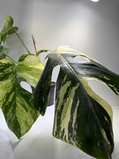 Monstera Jungle Mint