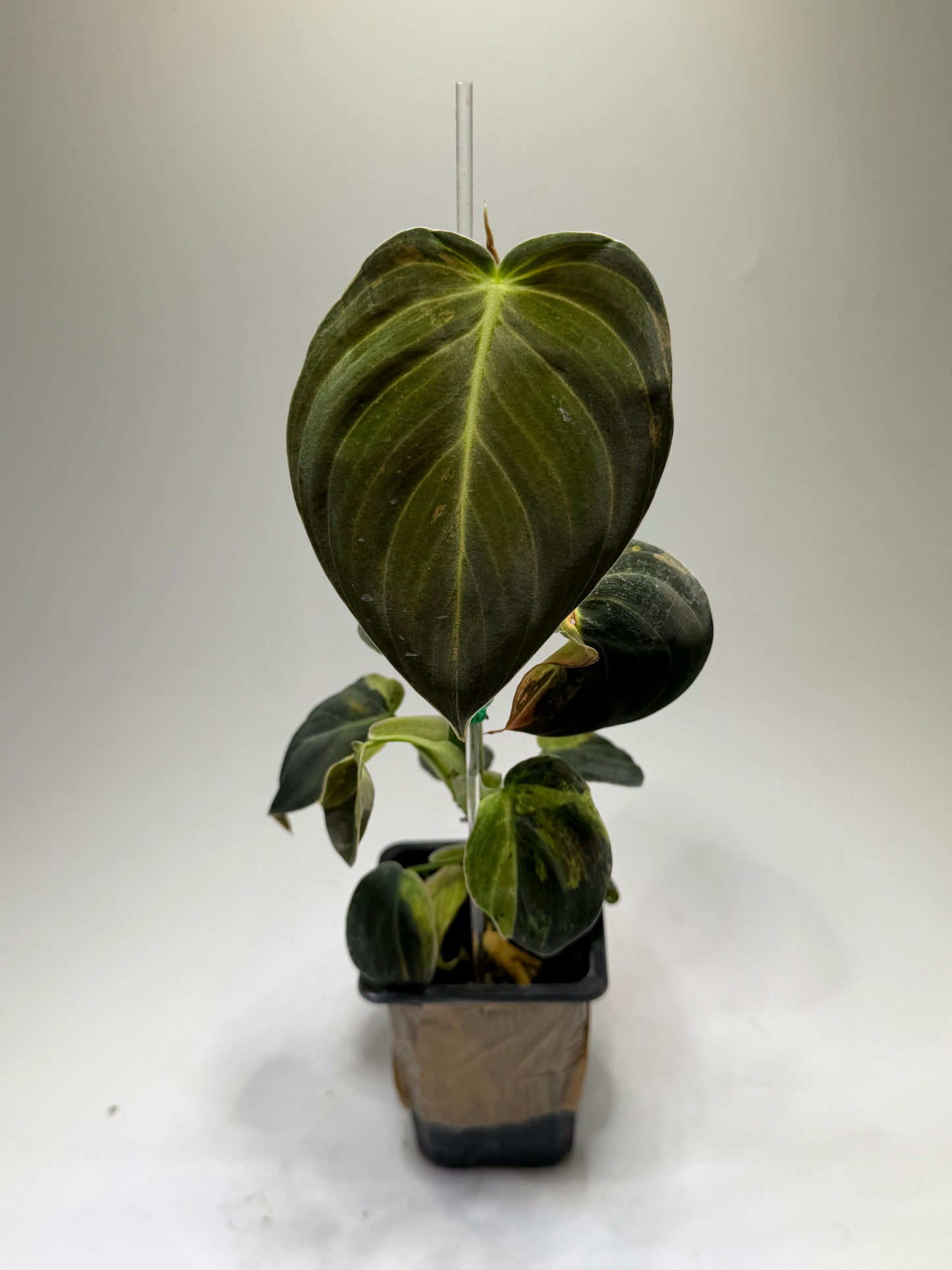 Philodendron Melanochrysum Variegata