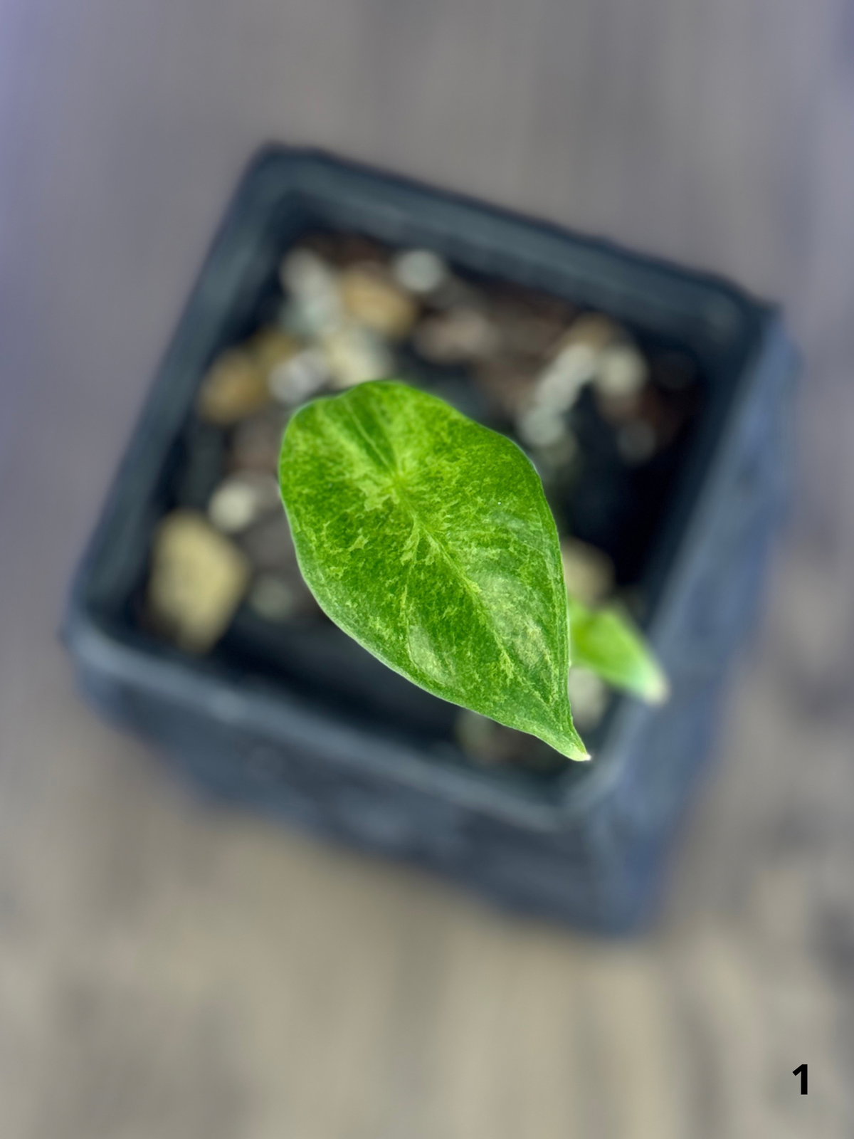 Alocasia Longiloba Mint Lava