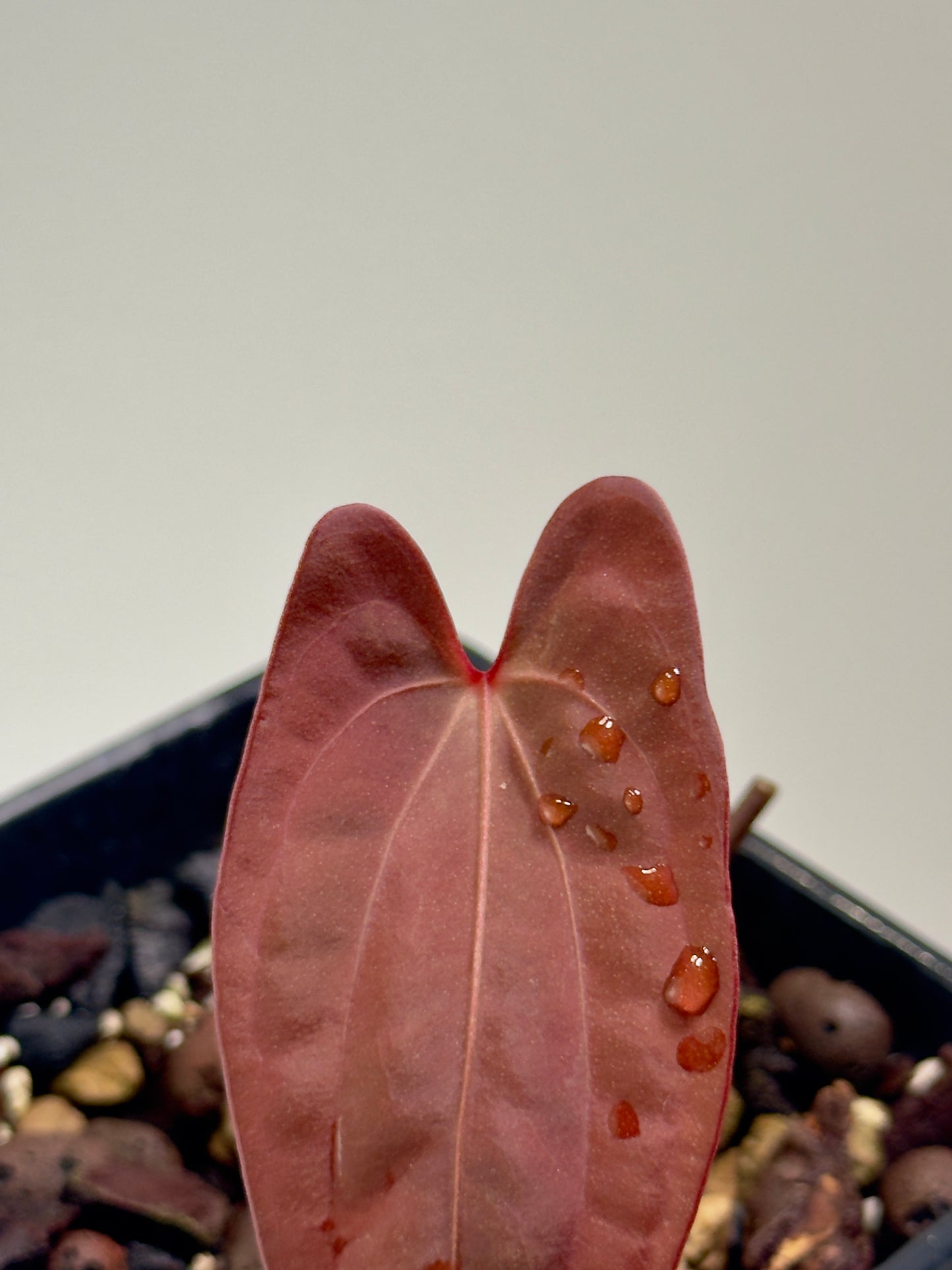 Anthurium Sagittatum x Red Dark Phoenix