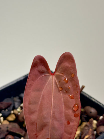 Anthurium Sagittatum x Red Dark Phoenix