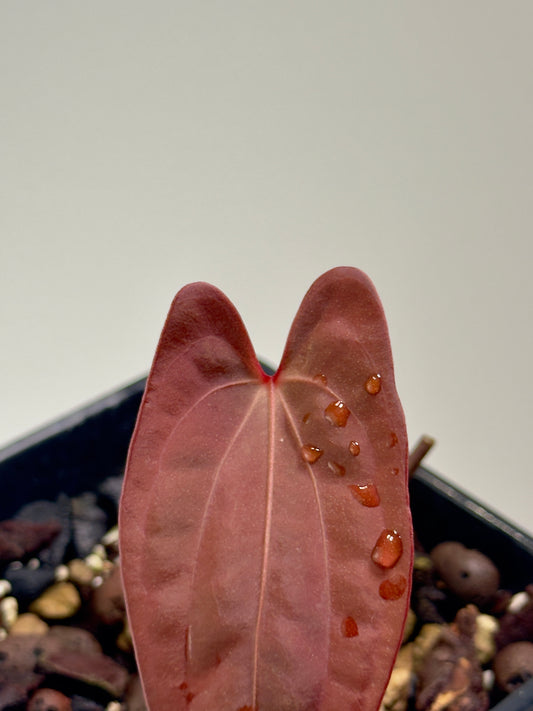 Anthurium Sagittatum x Red Dark Phœnix