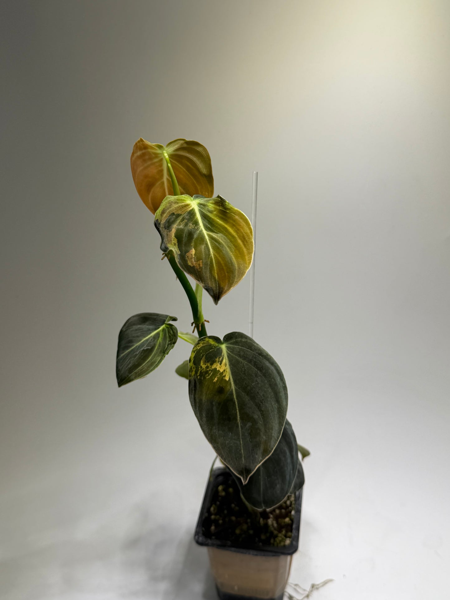 Philodendron Melanochrysum Variegata