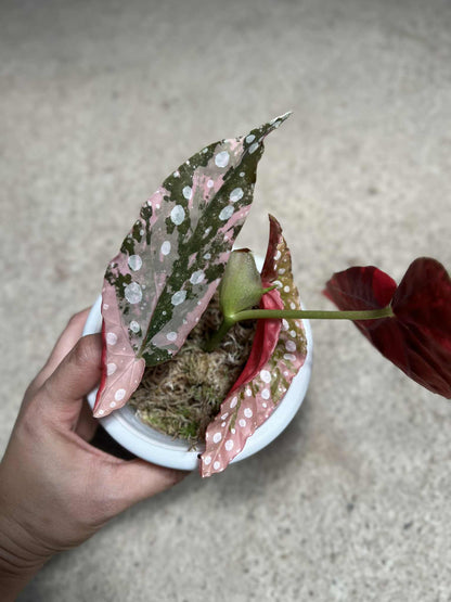 Begonia Maculata Pink Variegata - Pre-order