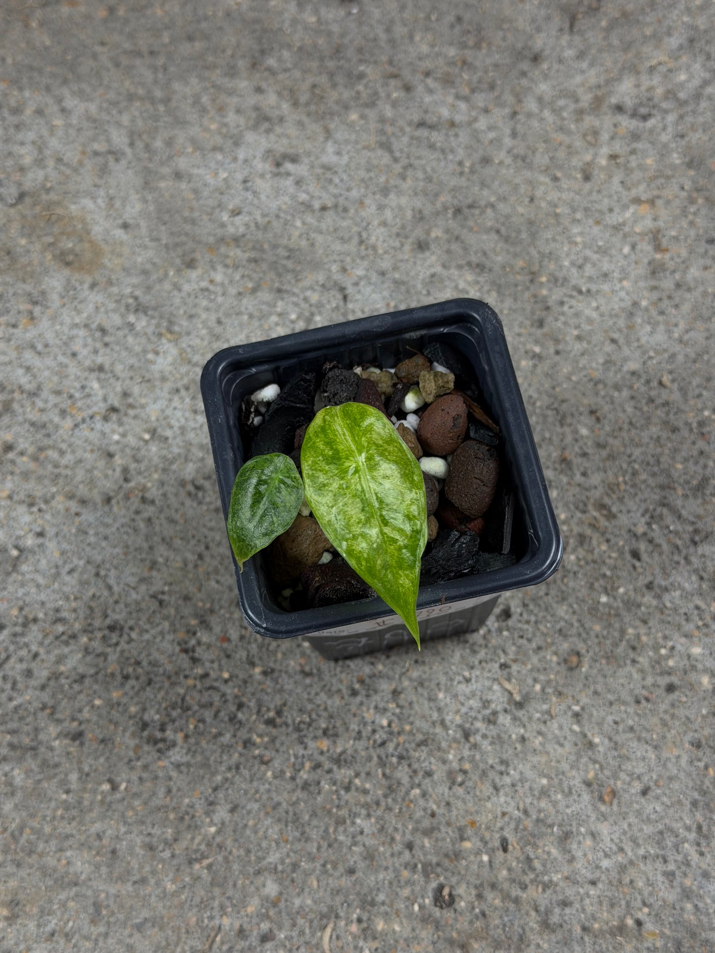 Alocasia Longiloba Mint Lava
