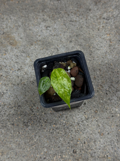 Alocasia Longiloba Mint Lava