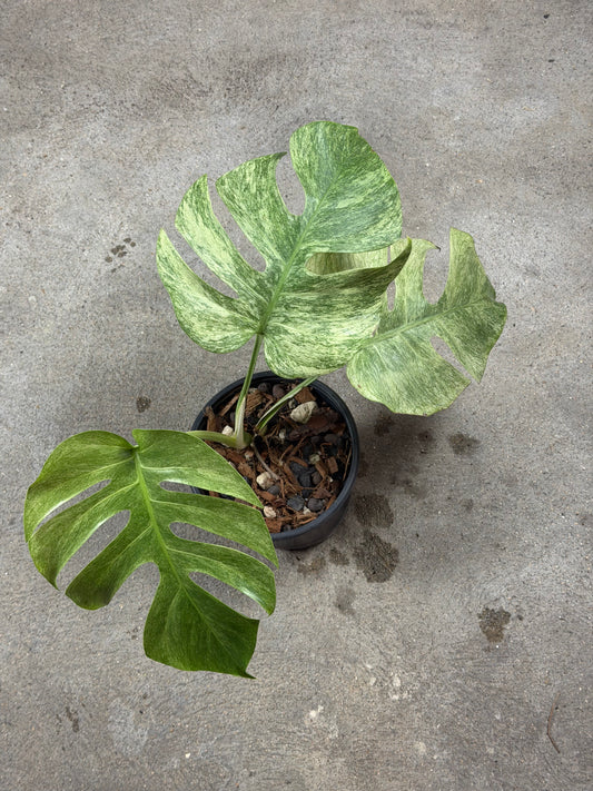 Monstera Full Mint