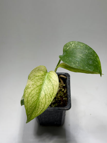 Monstera White Monster