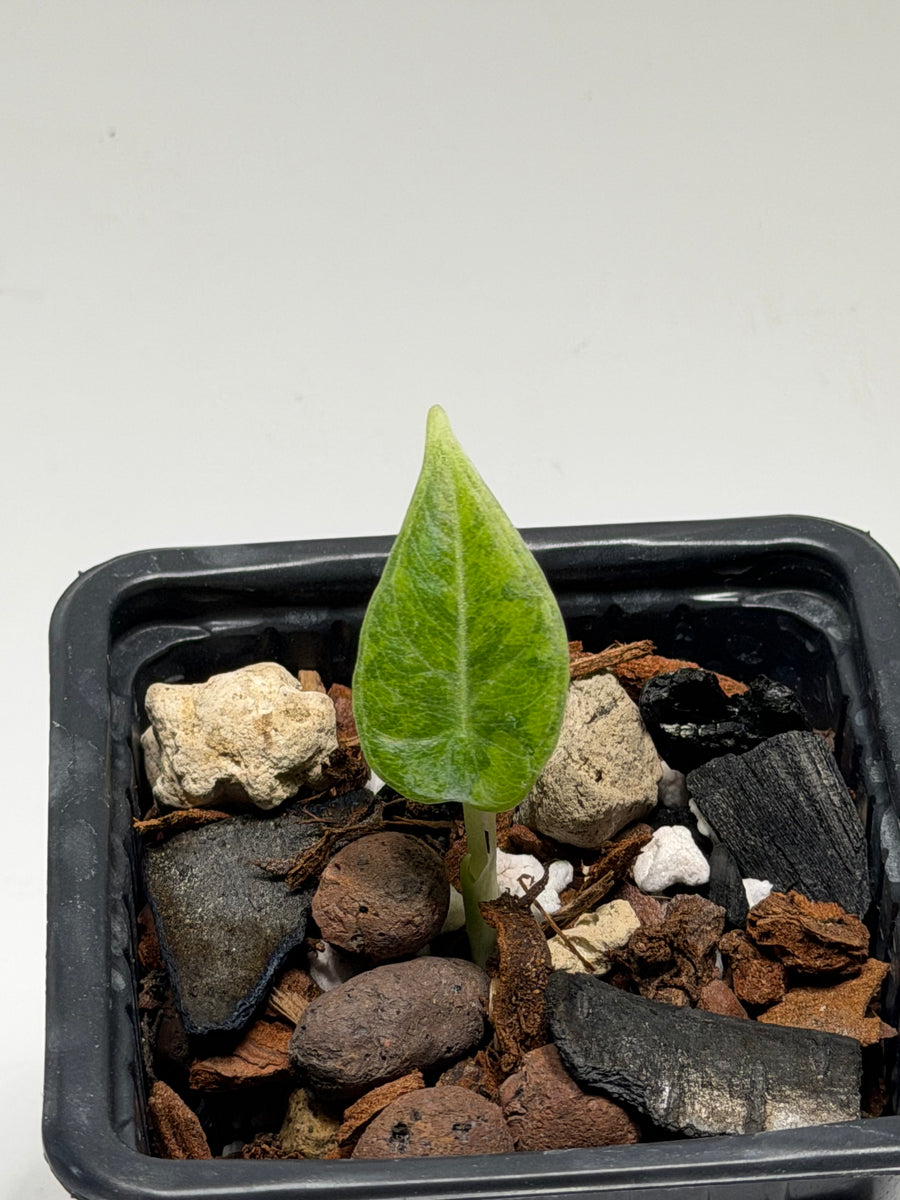 Alocasia Maharani Golden Lime