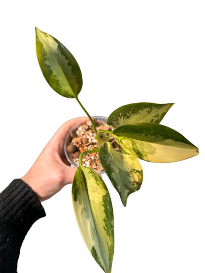 Aglaonema Suvarnnaphumi Variegata Green and White Plants