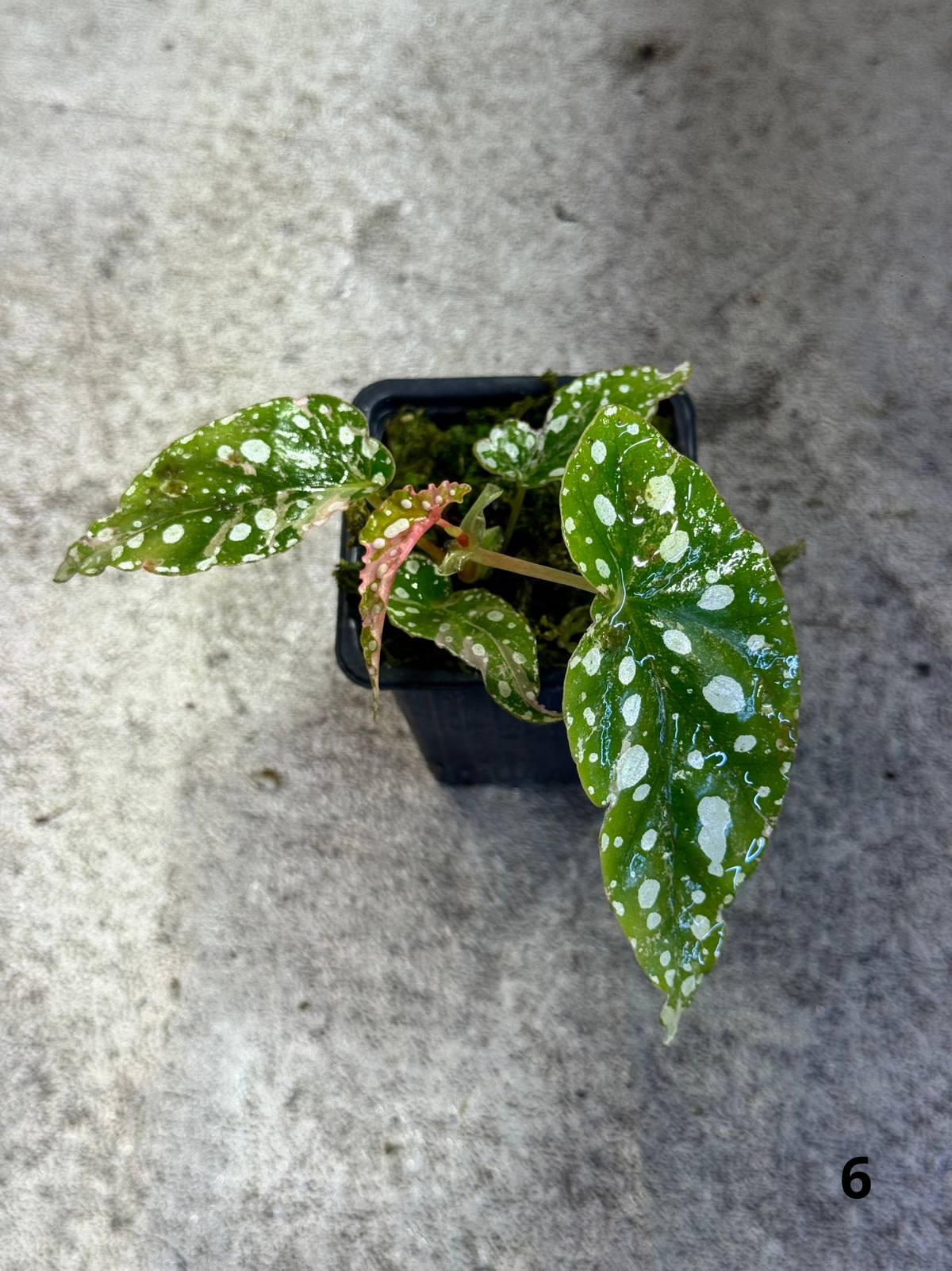 Bégonia Maculata Pink Variegata
