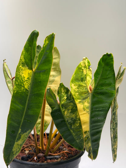 Philodendron Billitiae Var