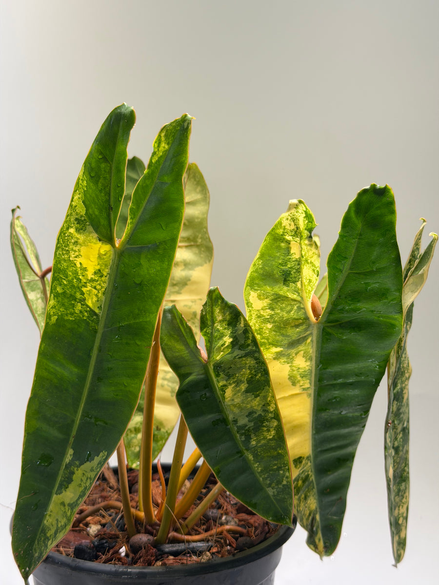 Philodendron Billitiae Variegata