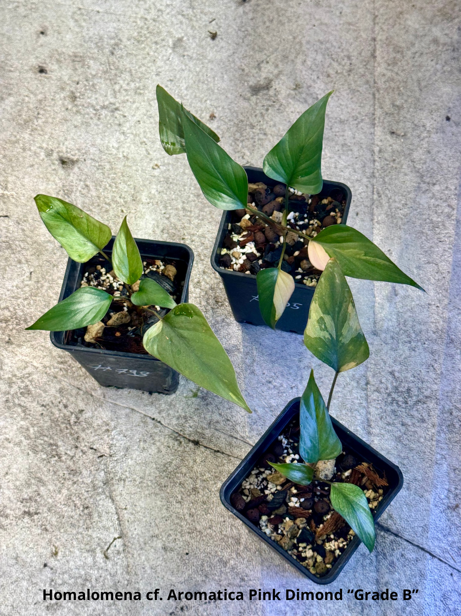 Homalomena cf. Aromatica « Pink Diamond » Lot 2